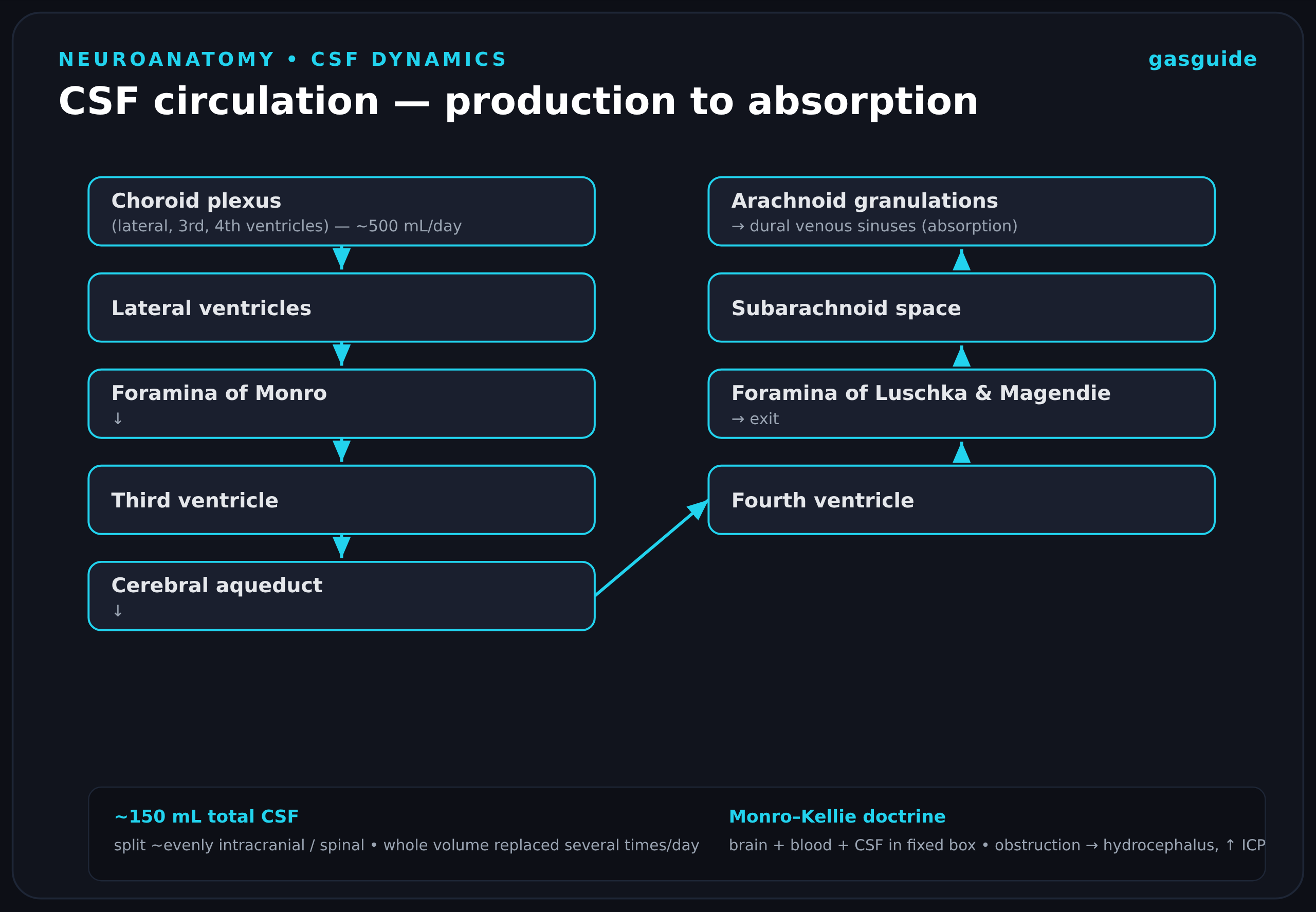CSF circulation — production to absorption