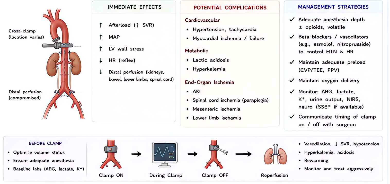 Aortic cross-clamp physiology: increased afterload causes proximal hypertension and increased SVR, with distal organ ischemia; release causes reperfusion hypotension, acidosis and washout of vasoactiv