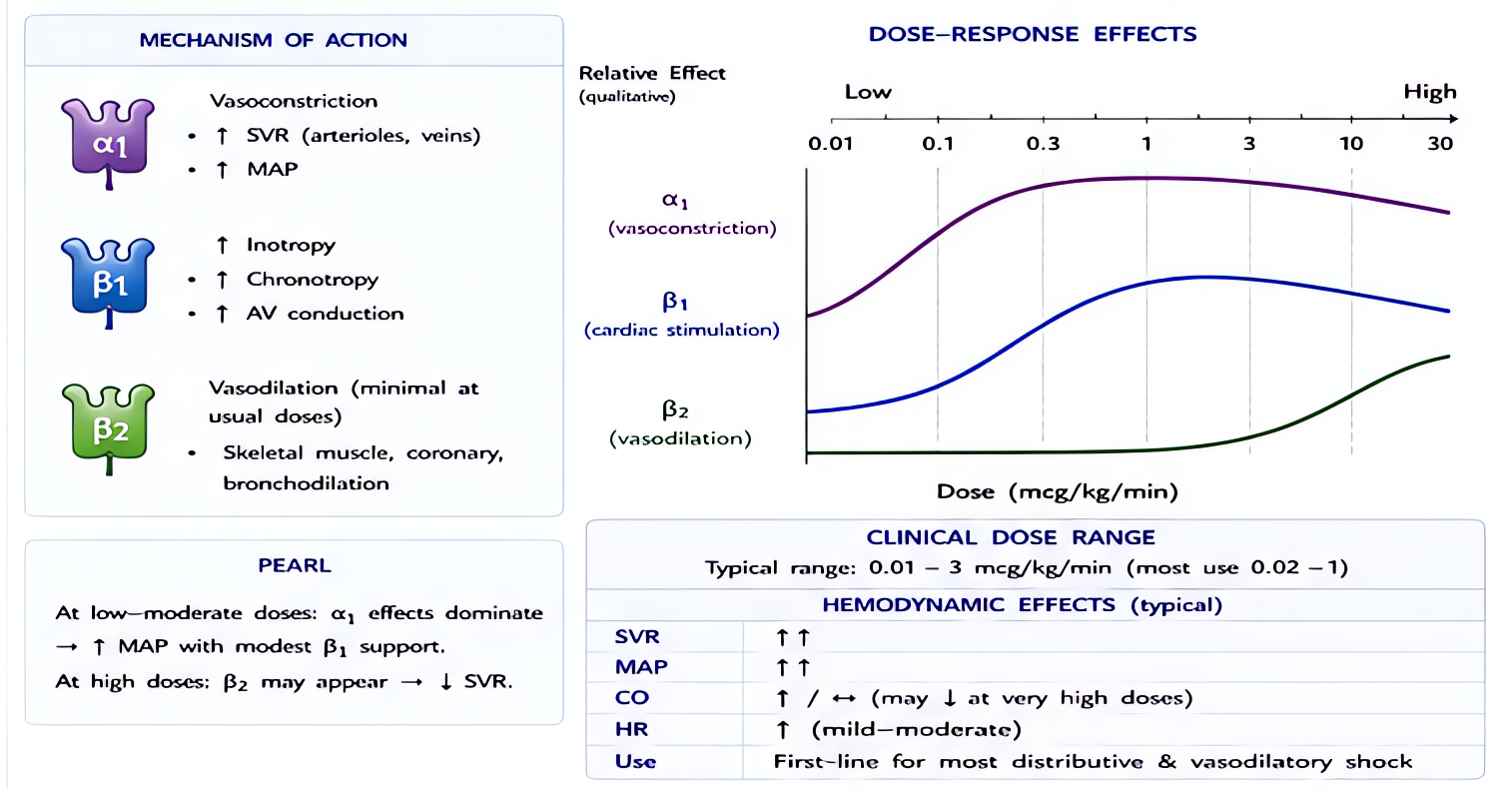 Norepinephrine (NOR-EPI): alpha1 > beta1 agonist; primary action vasoconstriction with mild inotropy; first-line vasopressor in septic shock; typical dose 0.05-0.5 mcg/kg/min.