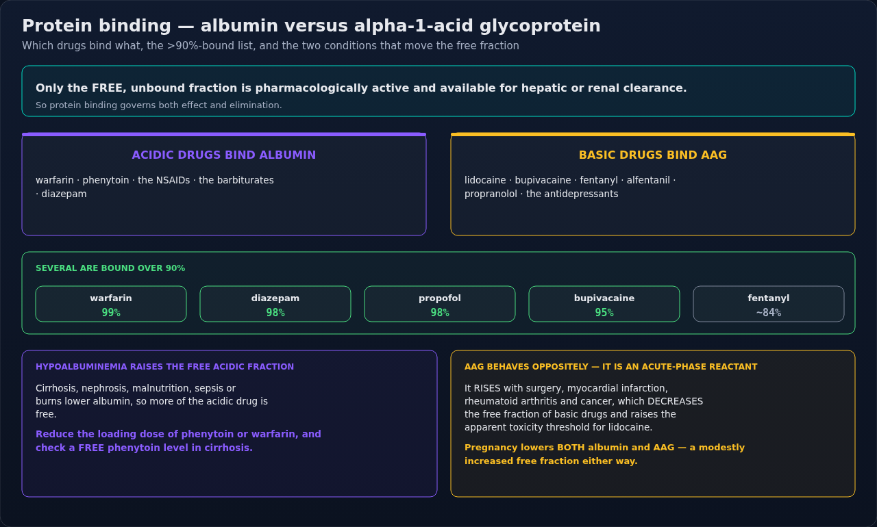 Which drugs bind albumin, which bind alpha-1-acid glycoprotein, and what happens when those proteins shift. Read it for the free fraction — that is the part of the dose that reaches effect and clearan