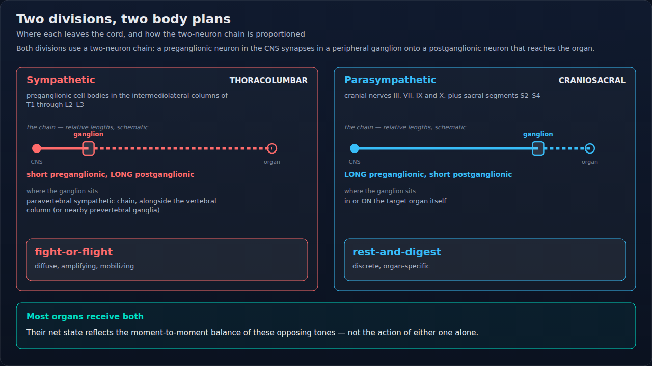 The sympathetic and parasympathetic divisions side by side: where each leaves the central nervous system, and how its two-neuron chain is proportioned. The fiber lengths are drawn to scale, so read th