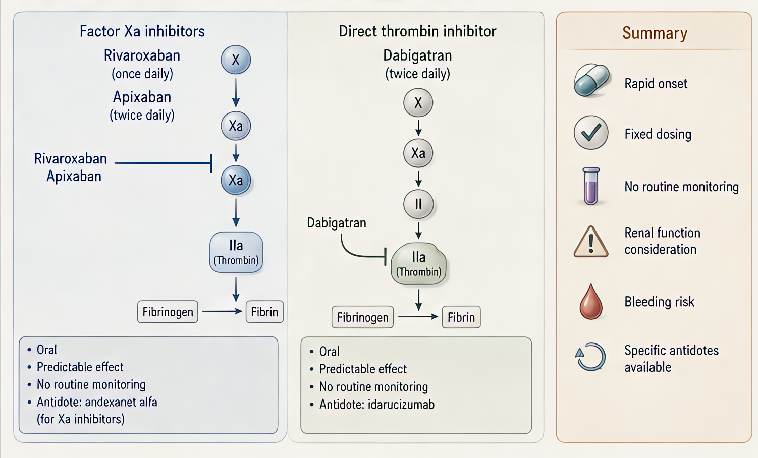 DOACs target coagulation cascade: Factor Xa inhibitors (rivaroxaban, apixaban) and direct thrombin inhibitor (dabigatran); features include fixed dosing, rapid onset, no routine monitoring, but renal