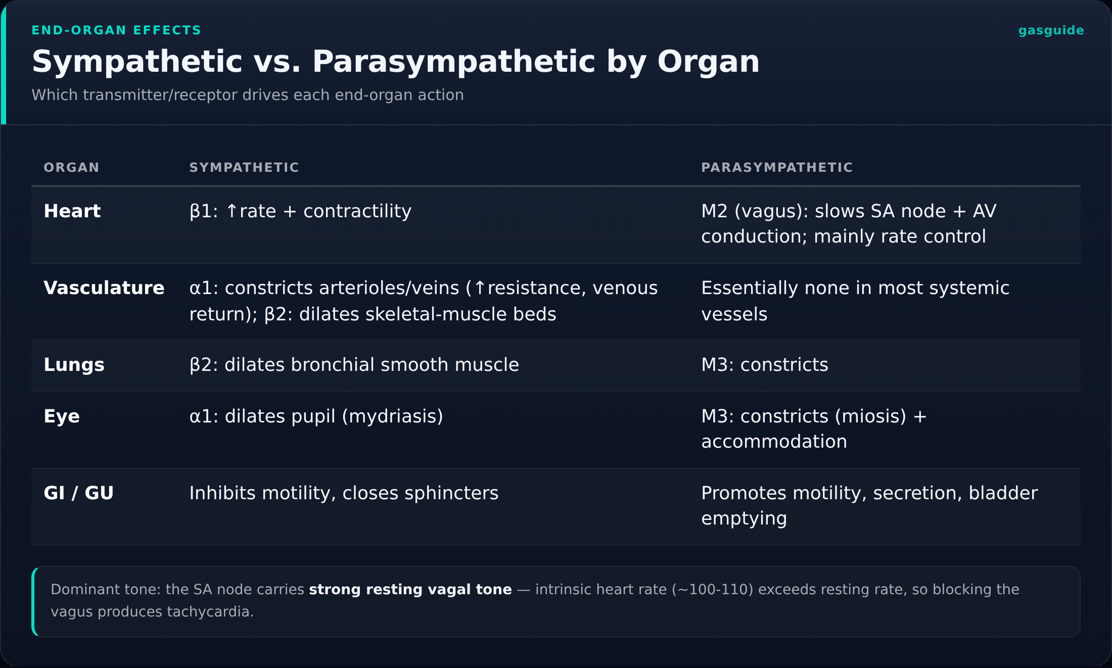 Sympathetic vs. Parasympathetic by Organ — Which transmitter/receptor drives each end-organ action