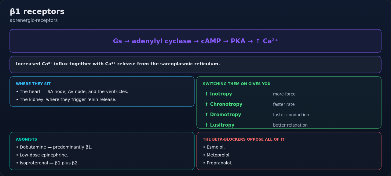 The β1 receptor traced from its Gs signaling cascade to tissue sites, effects, and the drugs on each side. Follow the cascade first; the clinical effects fall out of it.