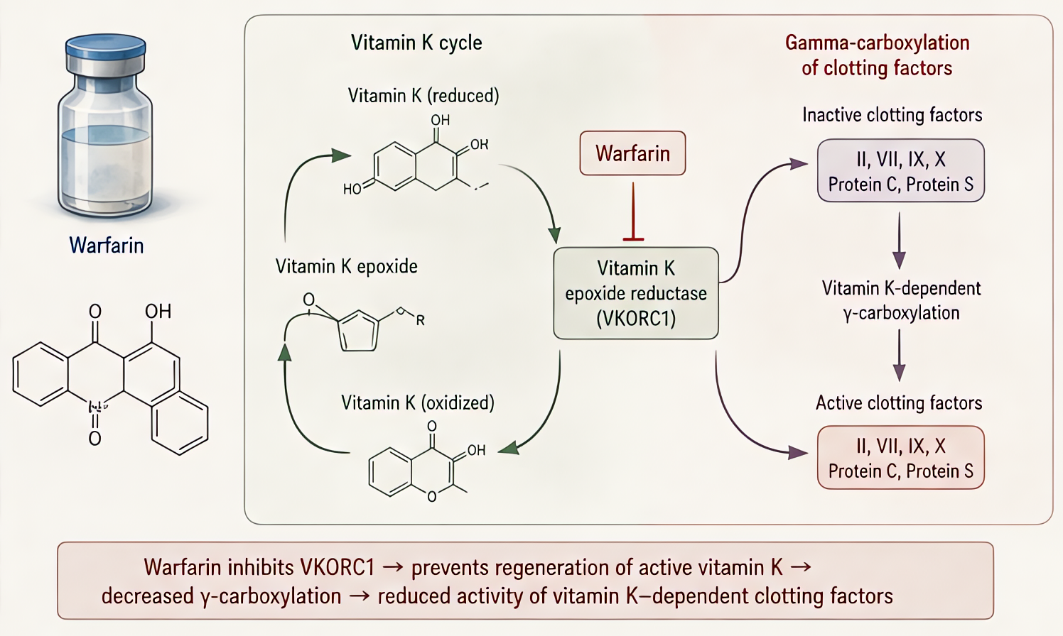 Warfarin and vitamin K cycle: warfarin inhibits VKORC1, preventing regeneration of active vitamin K - reduces gamma-carboxylation of factors II, VII, IX, X and proteins C/S. Monitored by INR.