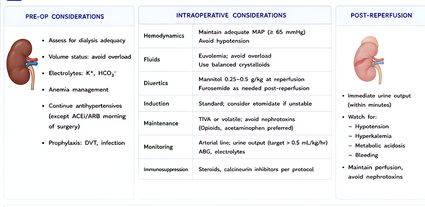 Kidney transplant anesthesia: pre-op dialysis optimization, avoid succinylcholine if hyperkalemic, prefer cisatracurium (Hofmann elimination). Maintain MAP for graft perfusion, generous fluids/albumin