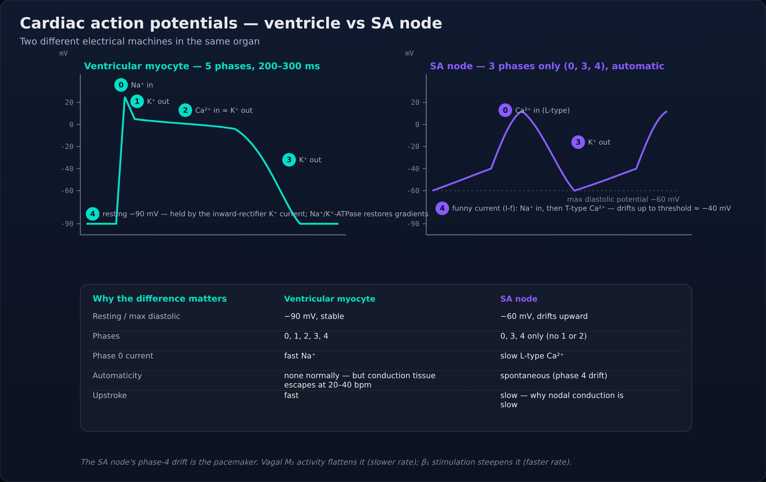 Ventricular myocyte action potential (5 phases, resting −90 mV) compared with the SA node action potential (phases 0, 3, 4 only, maximum diastolic potential −60 mV).