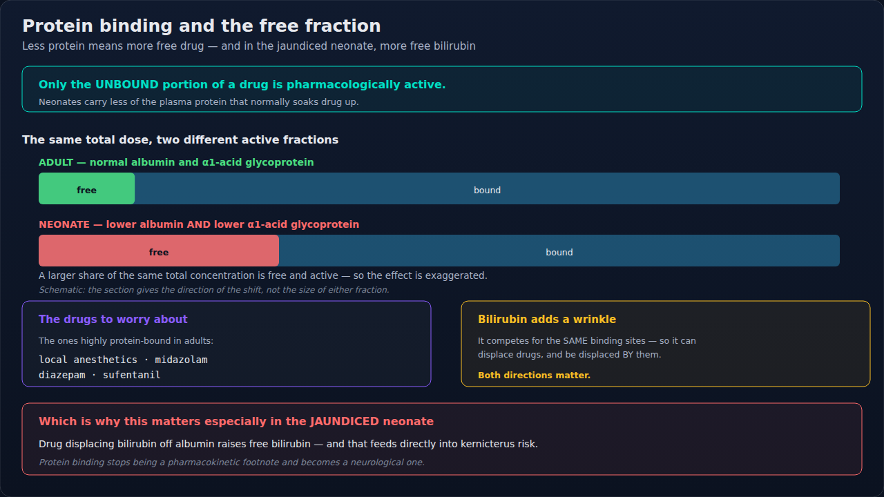 Why the same total drug concentration leaves a larger free, active fraction in a neonate than in an adult. The comparison is schematic: it shows the direction of the shift, not the size of either frac