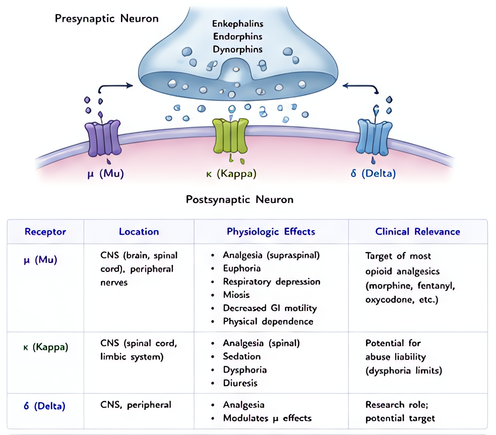 Opioid pharmacology: mu, kappa, delta receptors, GPCR signaling decreasing cAMP. Covers agonists (morphine, fentanyl), partial agonist (buprenorphine), antagonist (naloxone), and side effects: respira