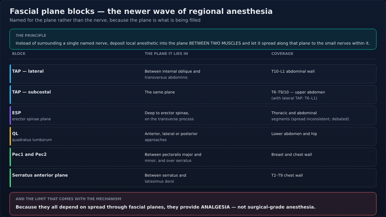 The common fascial plane blocks, each with the plane the local anesthetic goes into and the area it covers. They work by spread rather than by a named nerve target, which is why they give analgesia an