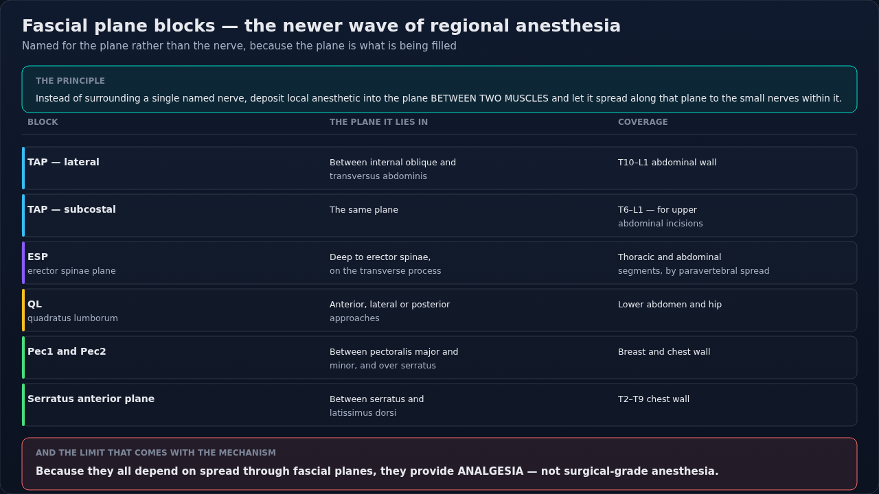 The common fascial plane blocks, each with the plane the local anesthetic goes into and the area it covers. They work by spread rather than by a named nerve target, which is why they give analgesia an