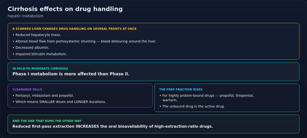 What a scarred liver changes about drug handling — hepatocyte mass, blood flow, albumin binding and bilirubin. The practical direction is one-way: smaller doses, longer durations, more free drug than