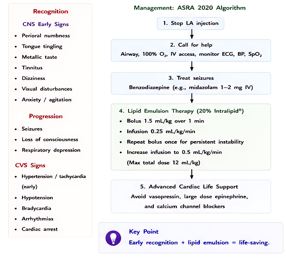 Local Anesthetic Systemic Toxicity (LAST) recognition and management: CNS prodrome, cardiovascular collapse, immediate ACLS modifications and 20% lipid emulsion 1.5 mL/kg bolus then infusion.