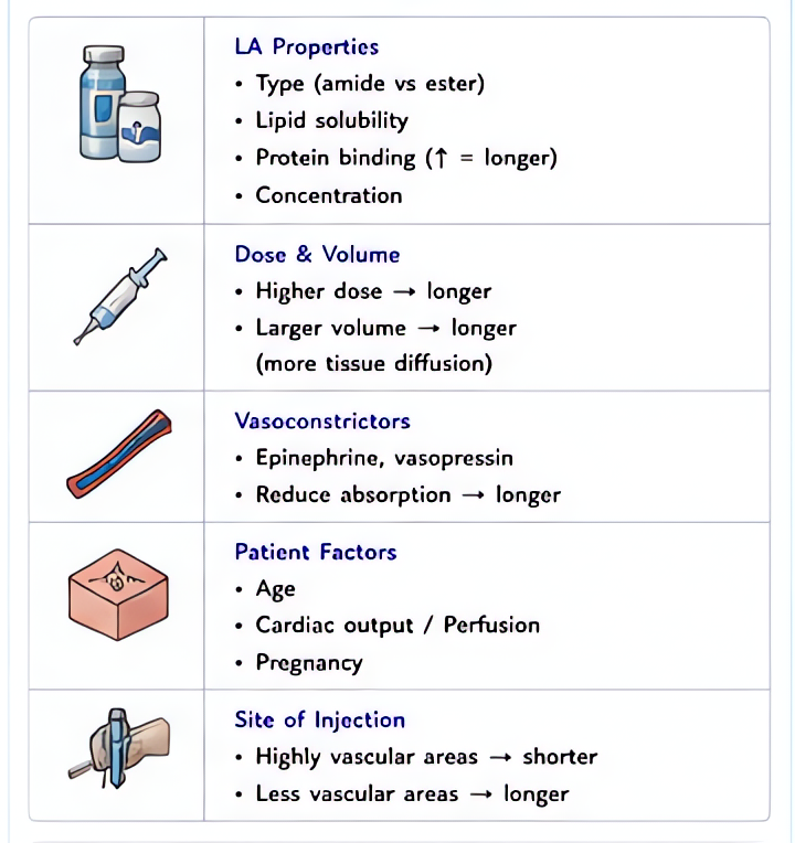 Local anesthetic duration - influencing factors: lipid solubility (greater = longer duration), protein binding (greater = longer), vasoactivity, dose, adjuncts (epinephrine prolongs by vasoconstrictio