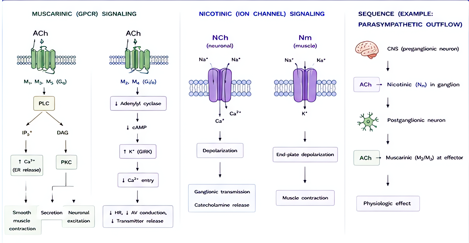Cholinergic receptors muscarinic vs nicotinic - mechanism/sequence: ACh binds M (G-protein coupled, slower) or N (ligand-gated ion channel, rapid) receptors; M1-5 located in CNS, heart, glands; Nm in