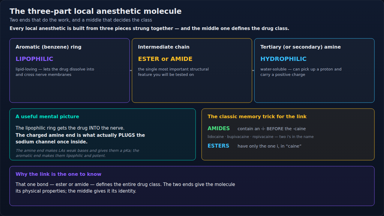 The local anesthetic molecule broken into its three pieces, each labeled with the property it contributes. The middle link is the piece to fix in memory: it is what sorts every local anesthetic into i