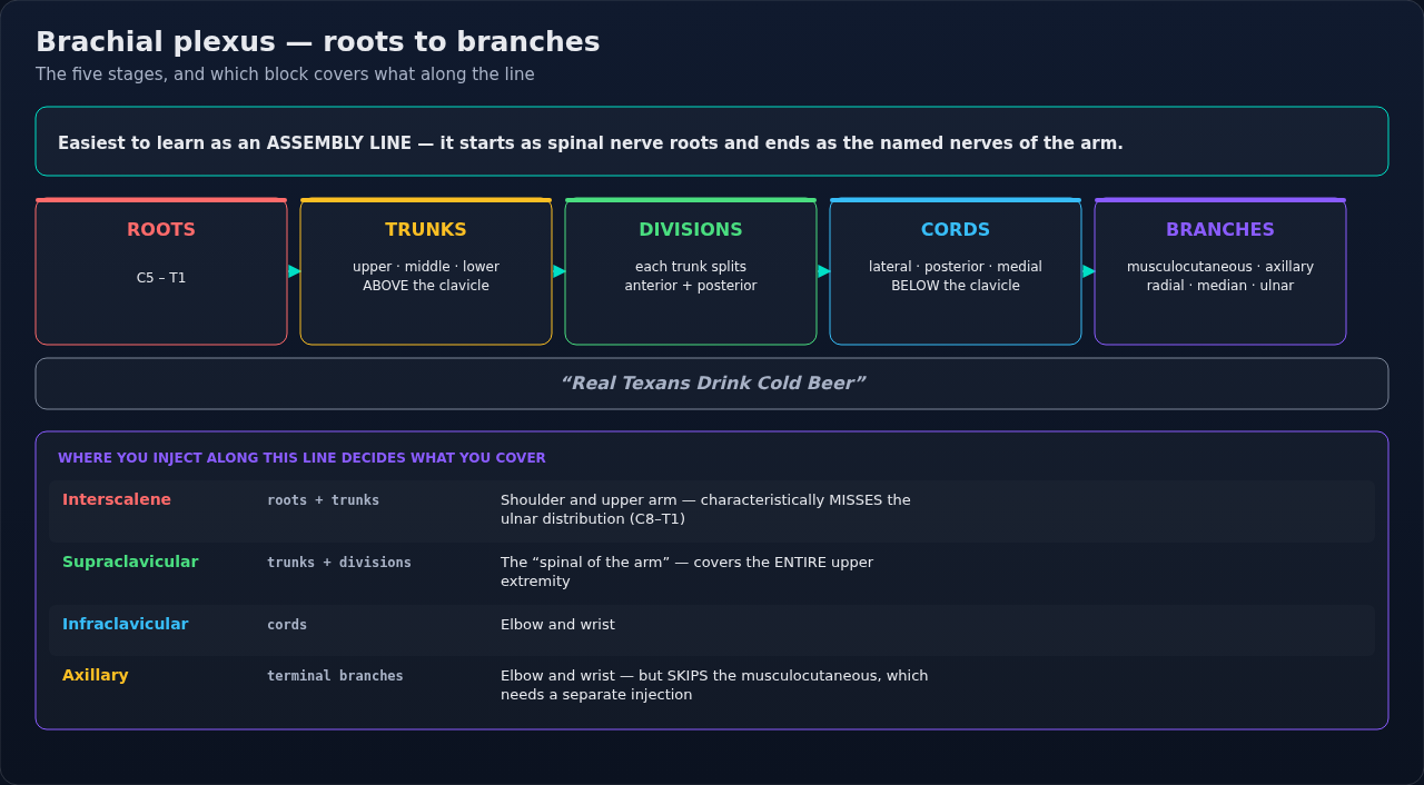 The brachial plexus from roots through trunks, divisions, and cords to the named nerves of the arm, with the block that targets each level. Where you inject along the line decides what gets covered.