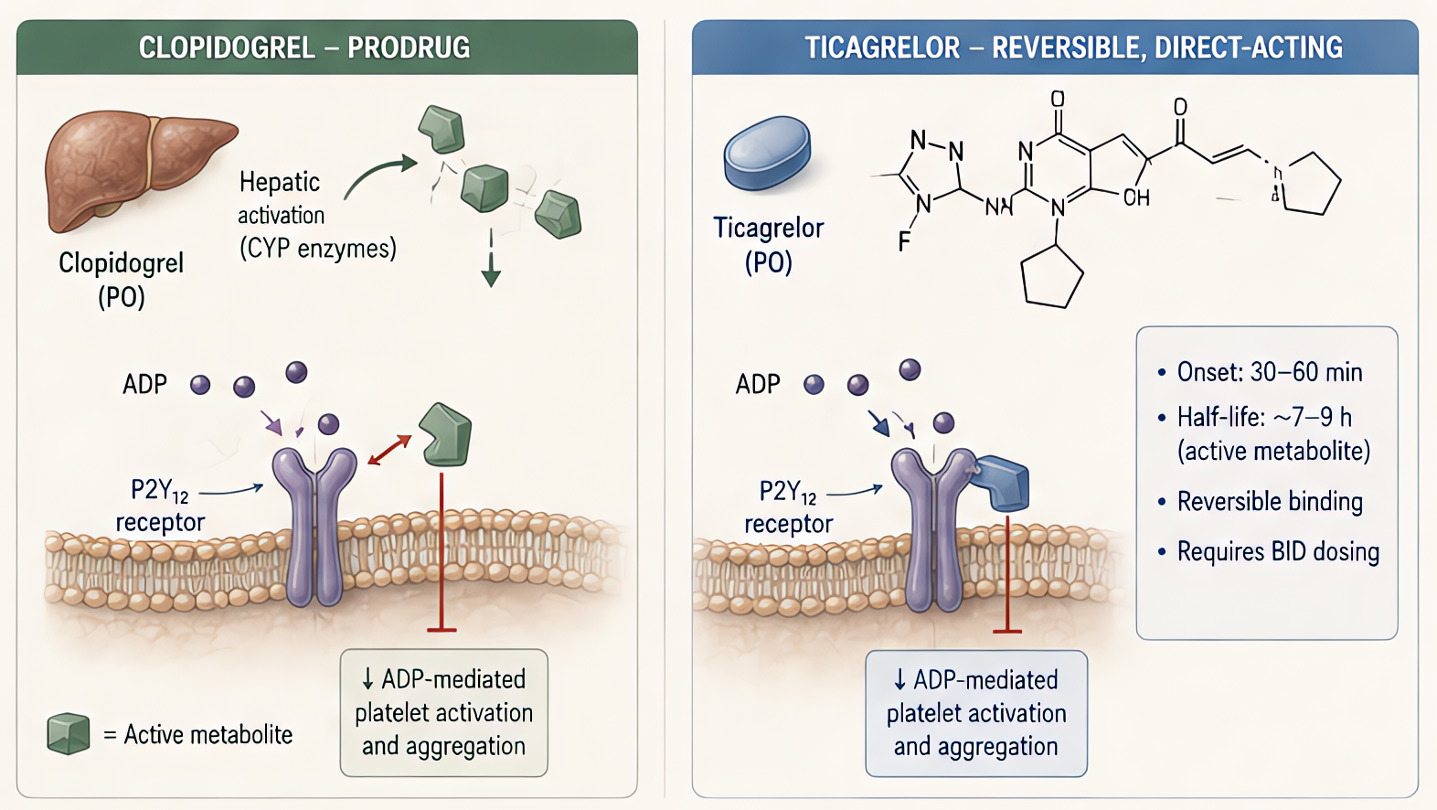 P2Y12 inhibitors: clopidogrel/prasugrel are thienopyridine prodrugs (irreversible); ticagrelor is a cyclopentyltriazolopyrimidine (reversible, direct-acting); all block ADP-mediated platelet aggregati