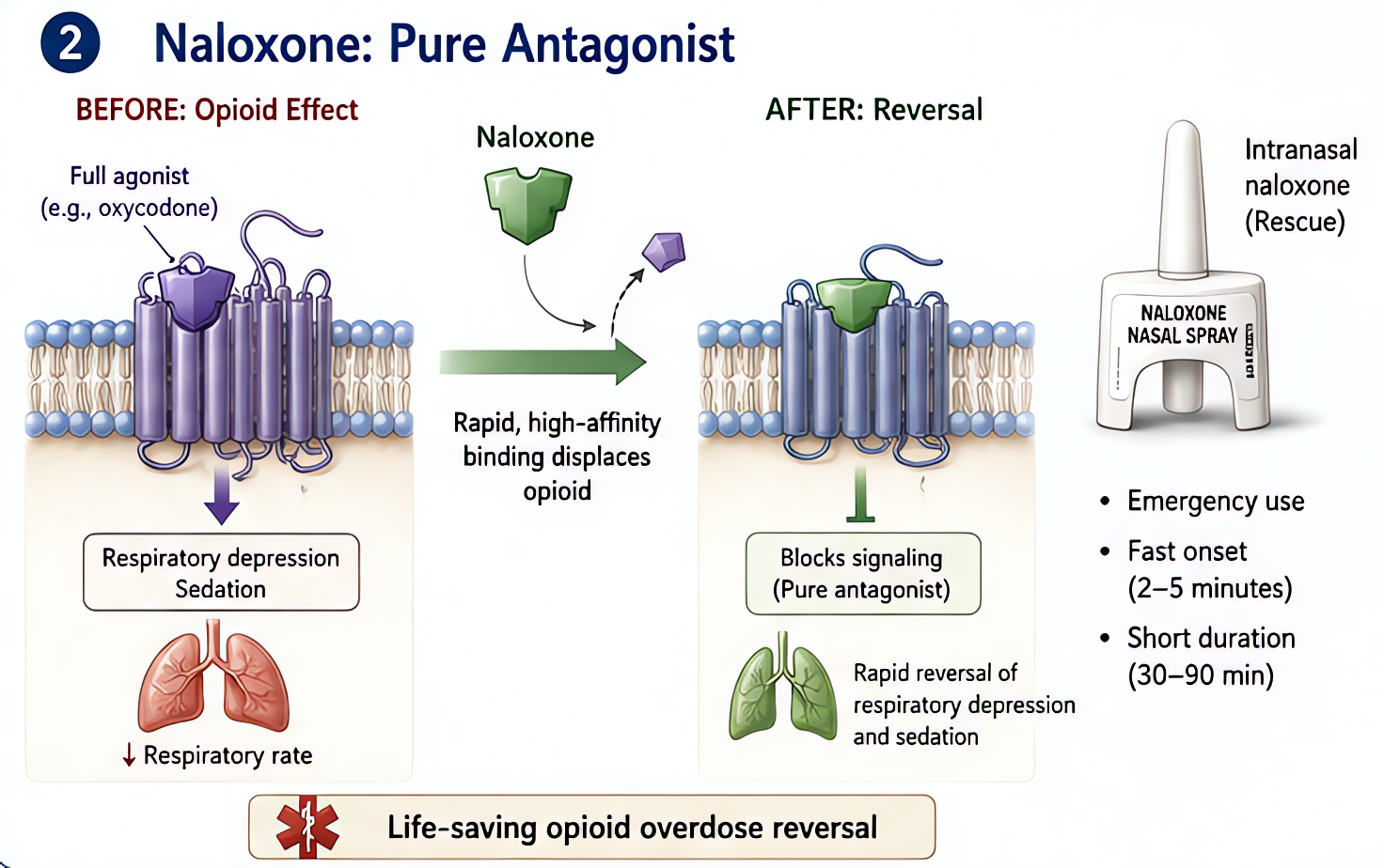 Naloxone: pure mu/kappa/delta opioid antagonist; reverses respiratory depression and sedation; 0.04-0.4 mg IV titrated, intranasal rescue (4 mg); fast onset (1-2 min), short duration (30-90 min) requi