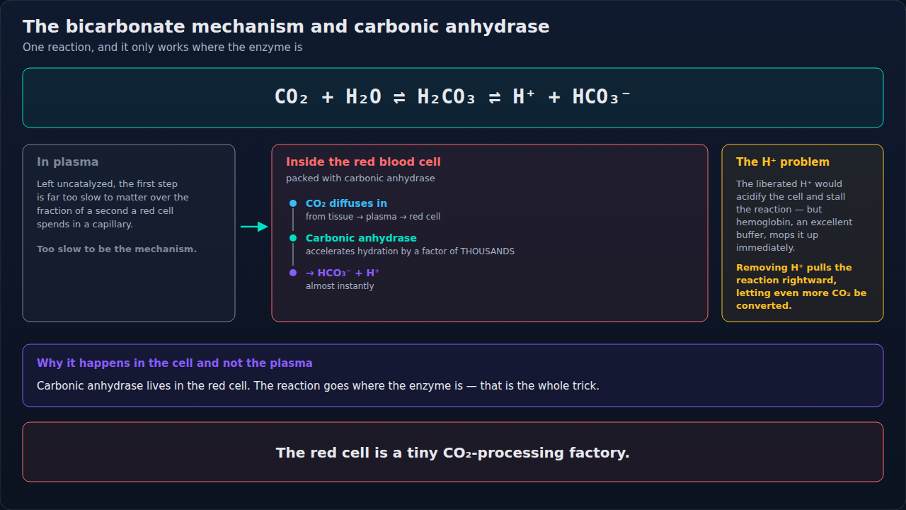 The bicarbonate reaction that carries most CO2, and where it actually runs — inside the red cell rather than in plasma. Trace it as a sequence; the location is as much the point as the chemistry.