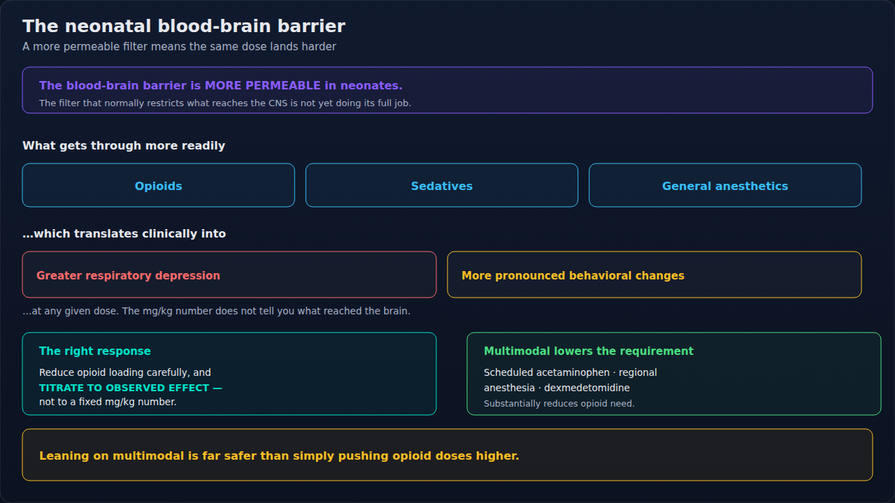 Why the more permeable neonatal blood-brain barrier changes what a given dose does, and how to respond to that. The idea to carry off: the mg/kg number does not tell you how much reached the brain.
