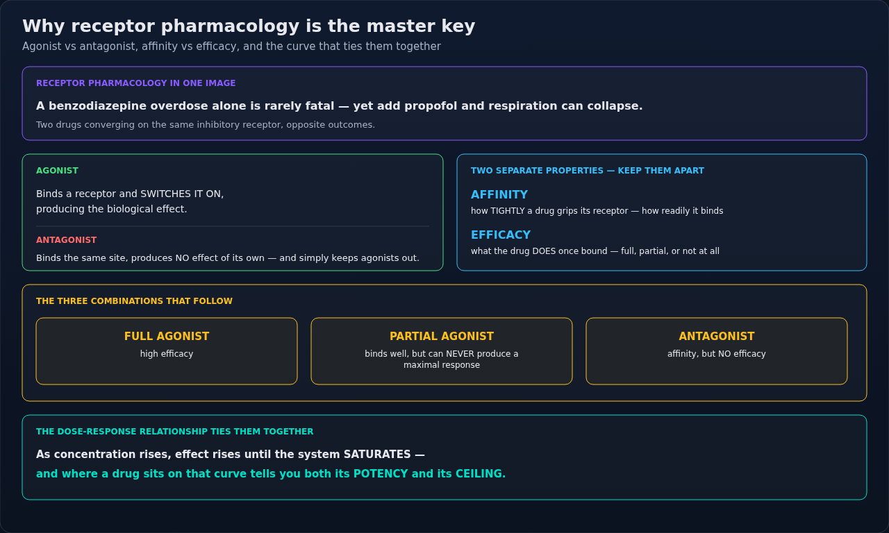 The core vocabulary of receptor pharmacology — agonist and antagonist, affinity and efficacy — and how it shows up on a dose-response curve. Return here whenever a later drug behaves unexpectedly.