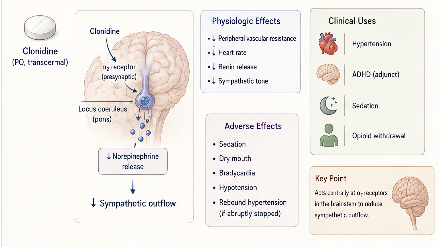 Clonidine central alpha2 agonist: stimulates presynaptic alpha2 receptors reducing sympathetic outflow; lowers BP/HR, sedation, analgesia; perioperative uses include premedication, neuraxial adjunct,