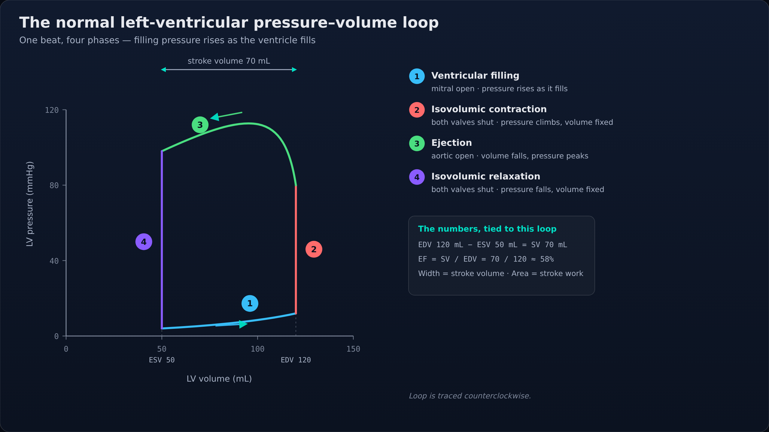 Normal LV pressure-volume loop: four phases labelled, diastolic filling limb rising as the ventricle fills, EDV 120 / ESV 50 / SV 70 mL / EF 58%.