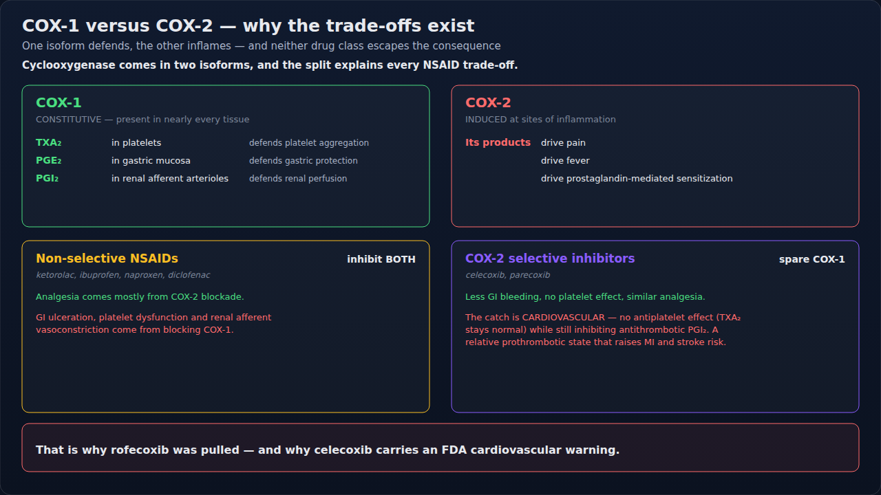 COX-1 and COX-2 compared: what each isoform does and what blocking it costs. Every NSAID trade-off follows from this split, so read it as the source of the side effects rather than a list of them.