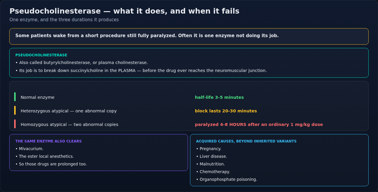 What pseudocholinesterase does to succinylcholine, and how much longer the block lasts when the enzyme is atypical or depleted. Note that the same enzyme also handles mivacurium and the ester local an