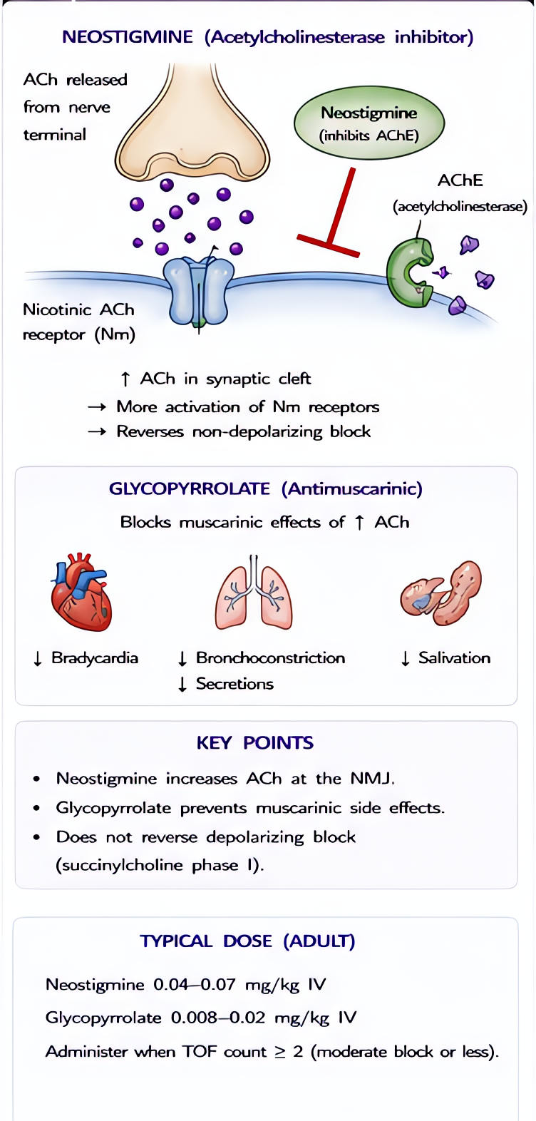 Neostigmine and glycopyrrolate reversal mechanism: neostigmine inhibits AChE increasing ACh at NMJ; pair with glycopyrrolate 0.2 mg per 1 mg neostigmine to prevent muscarinic effects; dose 0.04-0.07 m