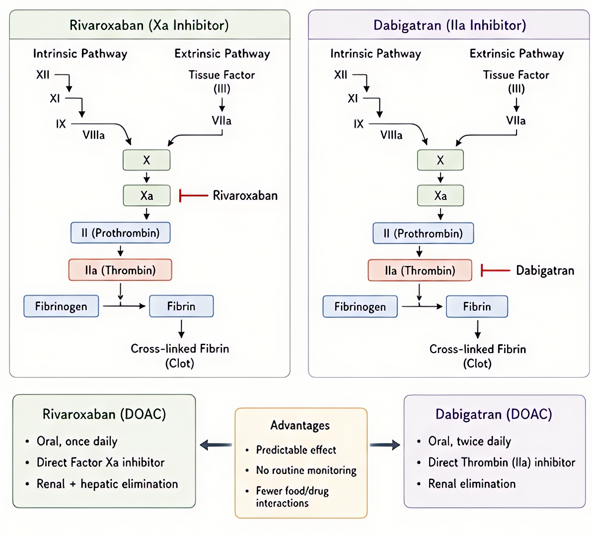 Coagulation cascade direct oral anticoagulants (DOACs): direct thrombin inhibitors (dabigatran) and Xa inhibitors (rivaroxaban, apixaban, edoxaban); no routine monitoring; specific reversal agents (id