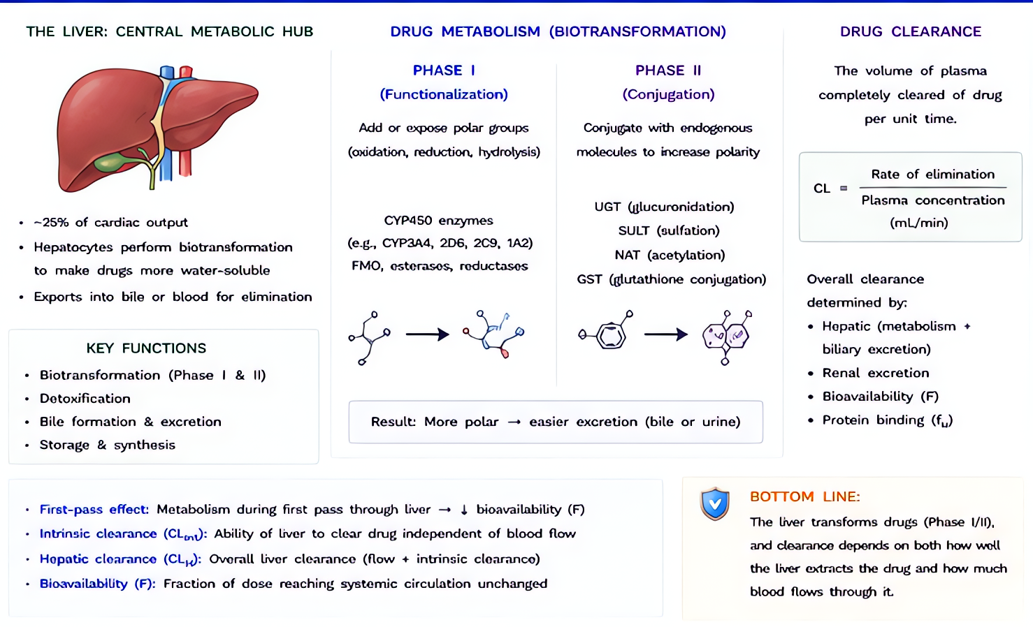 Hepatic metabolism and drug clearance overview: liver clears most anesthetics through Phase I (CYP-mediated oxidation/reduction) and Phase II (conjugation) reactions; clearance depends on hepatic bloo