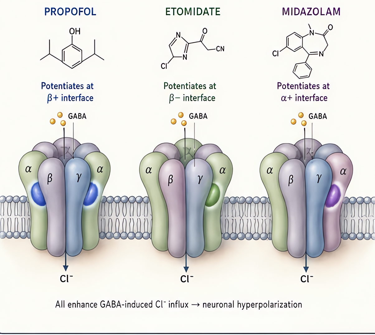 GABA-A receptor pharmacology: propofol potentiates at beta interface, etomidate at beta, midazolam at alpha; all enhance GABA-induced chloride influx and neuronal hyperpolarization producing sedation.