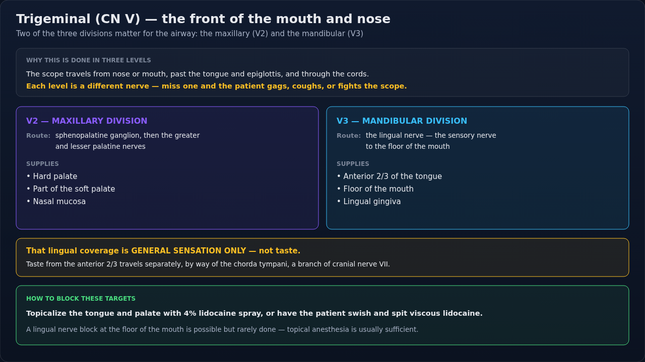 The trigeminal nerve's airway territory, showing which surfaces its maxillary and mandibular divisions supply. Treat it as the first of three levels to topicalize before an awake fiberoptic intubation