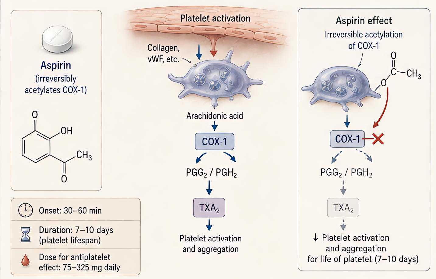 Aspirin and COX-1 mechanism: irreversibly acetylates platelet COX-1, blocking TXA2 synthesis and platelet aggregation for the platelet lifespan (~7-10 days); standard antiplatelet effect.