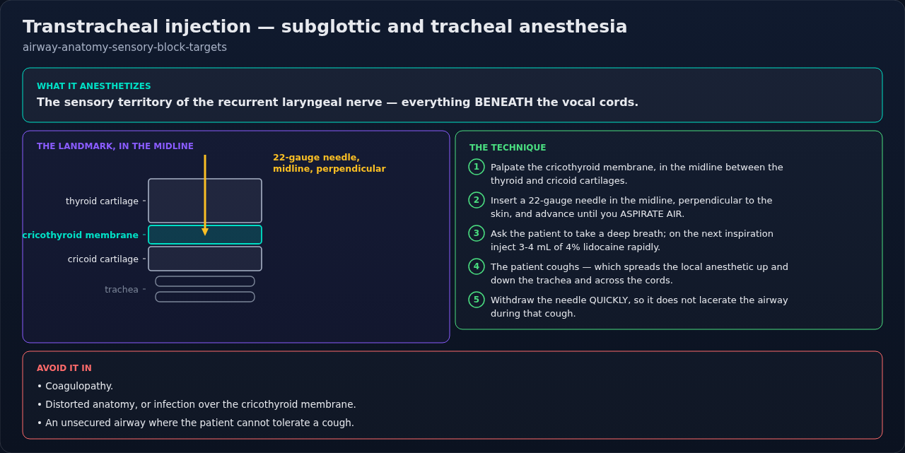 Transtracheal injection through the cricothyroid membrane, and the territory it anesthetizes below the vocal cords. The cough that follows the injection is the mechanism of spread, not a complication.