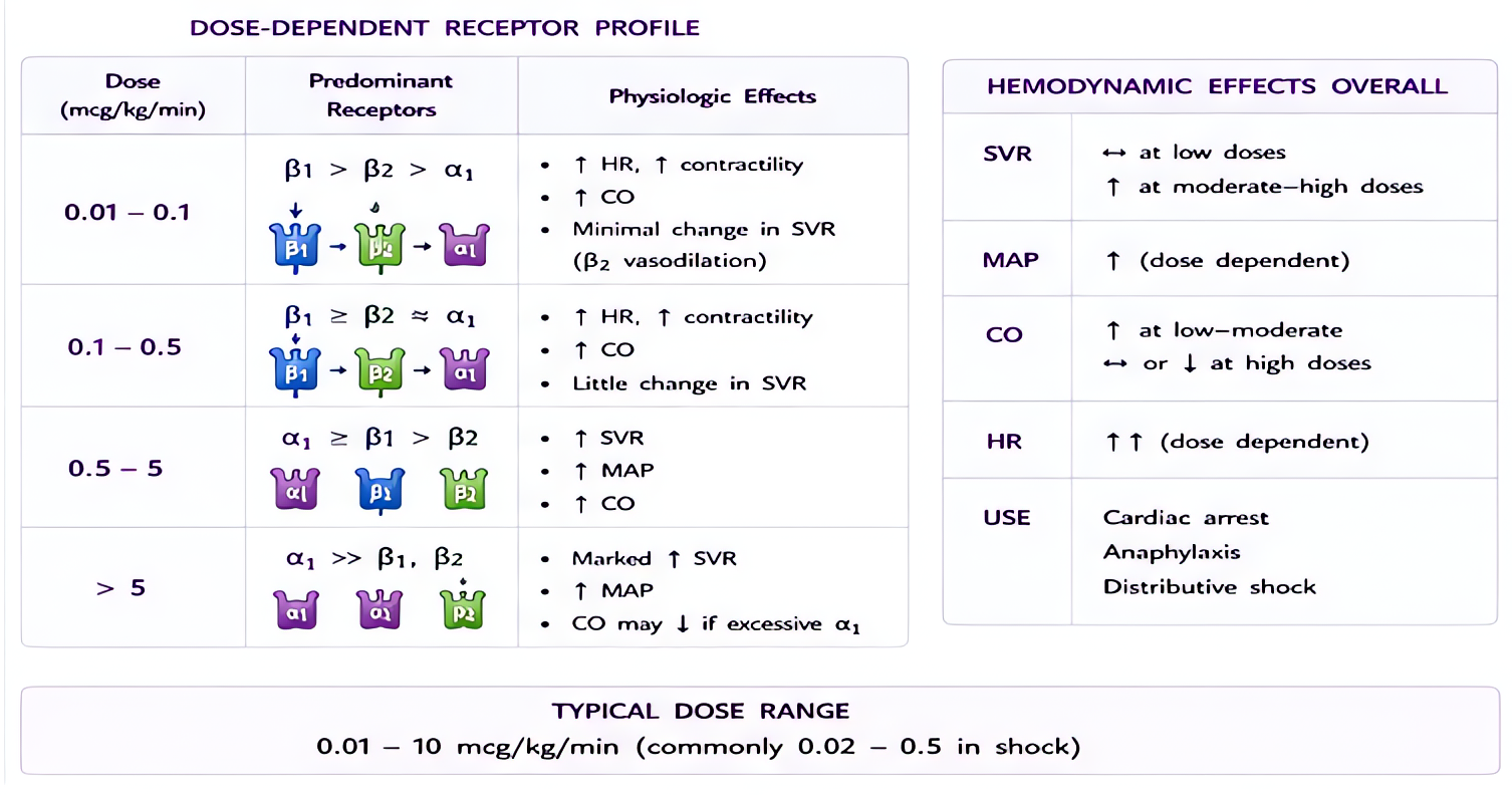 Epinephrine: dose-dependent beta1/beta2 effects at low doses (inotropy, vasodilation), alpha at higher doses (vasoconstriction); anaphylaxis 0.3-0.5 mg IM, code 1 mg IV; infusion 0.01-0.3 mcg/kg/min.
