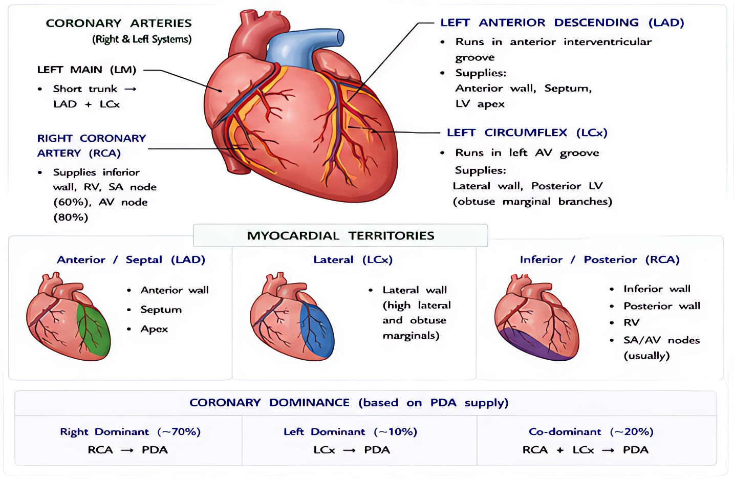 Coronary anatomy and myocardial territories: LAD supplies anterior wall and anterior septum (V1-V4); LCx supplies lateral wall (I, aVL, V5-V6); RCA supplies inferior wall (II, III, aVF) and RV in righ