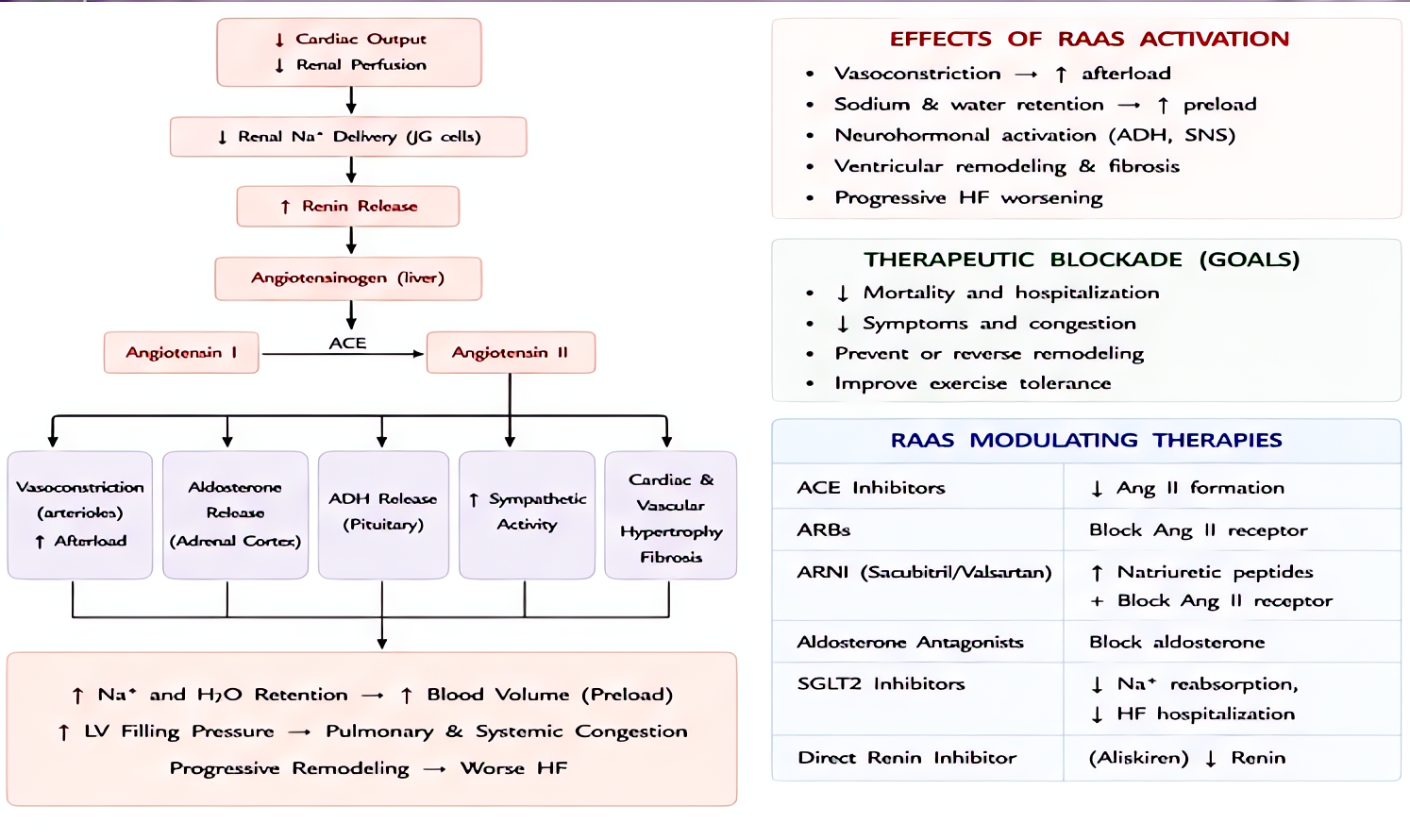 RAAS activation in heart failure: decreased renal perfusion triggers renin release, angiotensin II vasoconstriction, aldosterone sodium/water retention; therapeutic blockade with ACEi, ARBs, MRAs.