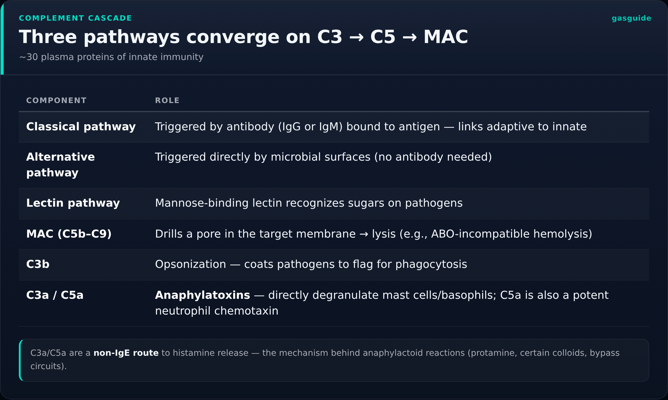Three pathways converge on C3 → C5 → MAC — ~30 plasma proteins of innate immunity