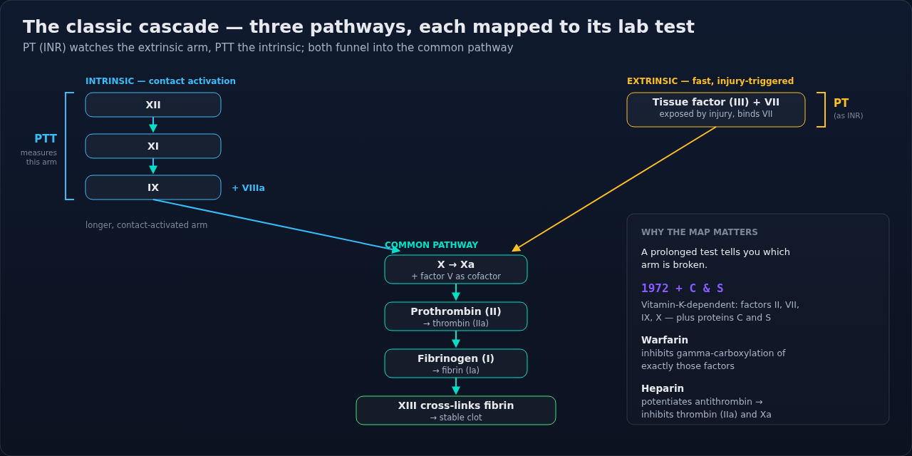 The classic coagulation cascade, drawn with each arm mapped to the lab test that measures it. Read it backward, from a prolonged test to the broken arm, since that mapping is why the old diagram is st
