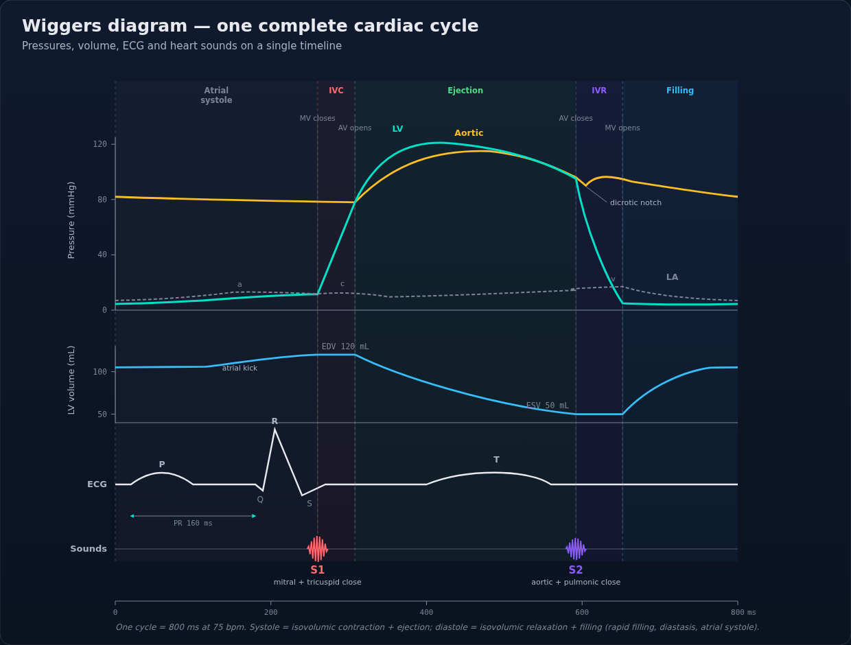 Wiggers diagram of one cardiac cycle: aortic, LV and LA pressures, LV volume, ECG and heart sounds aligned on a single timeline; S1 at mitral closure, S2 at aortic closure, one P wave per beat.