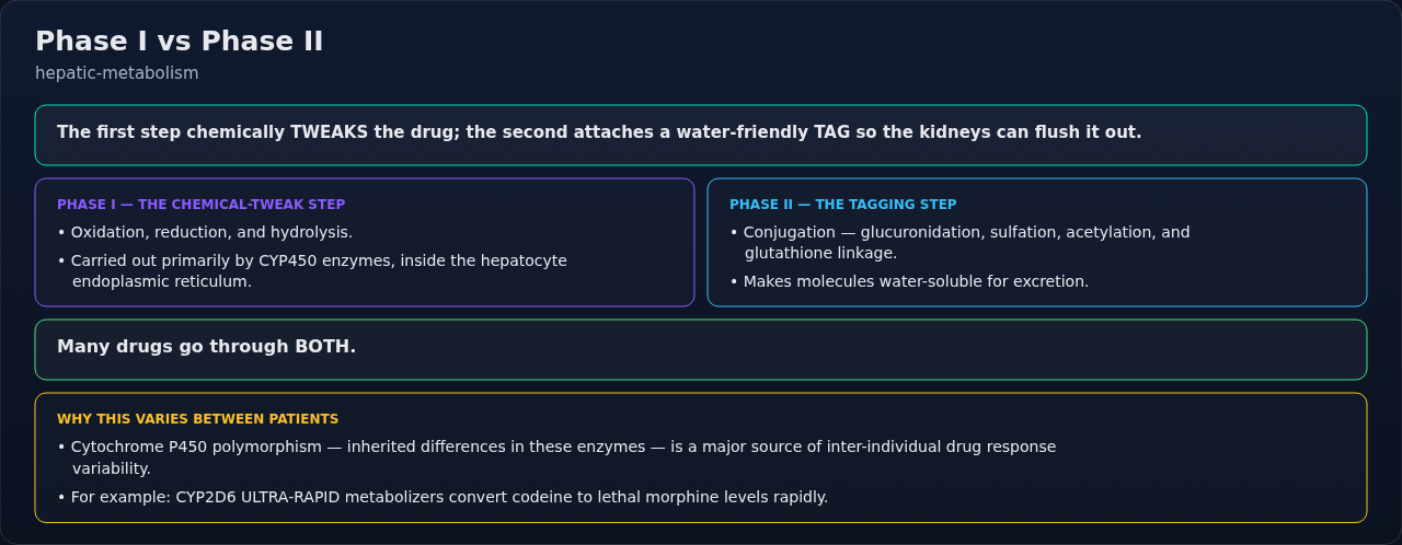 The liver's two-step handling of drugs — Phase I chemically tweaks the molecule, Phase II attaches a water-friendly tag for excretion. Read them as sequential steps, not alternatives; many drugs pass