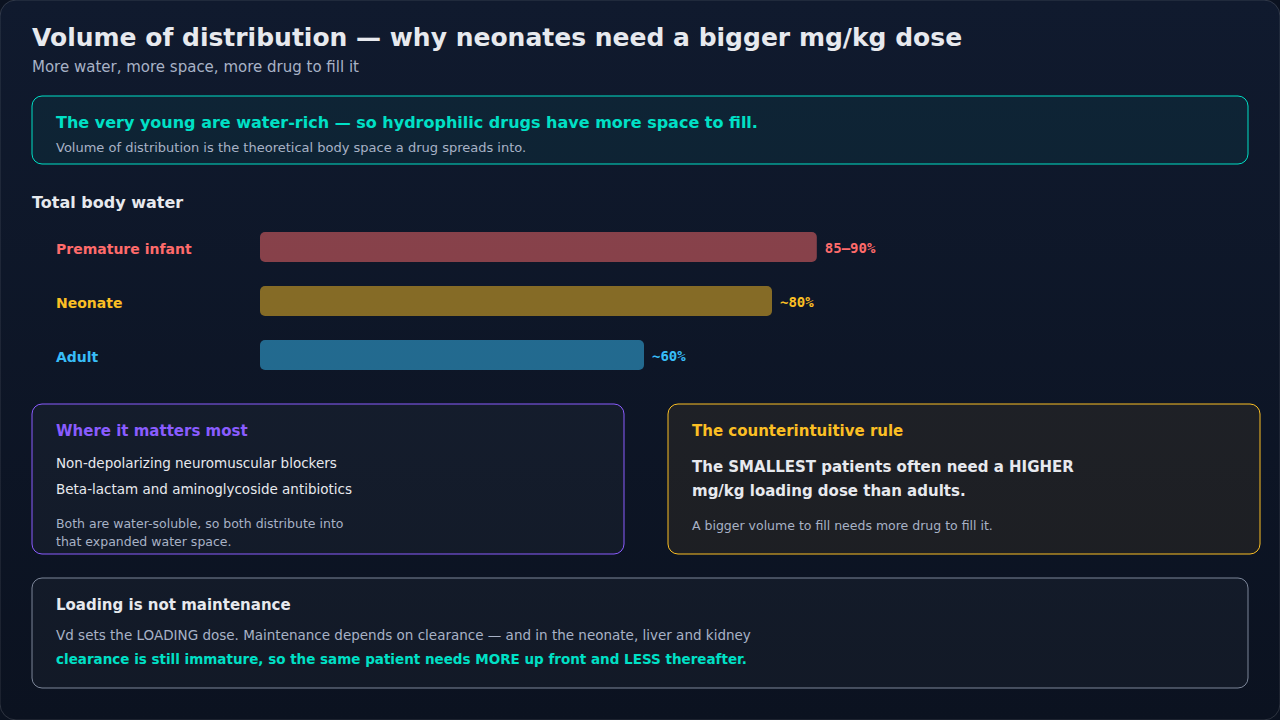 Why the water-rich small patient has a larger volume of distribution for water-soluble drugs. Keep loading and maintenance separate as you read: volume sets the first dose, clearance governs everythin