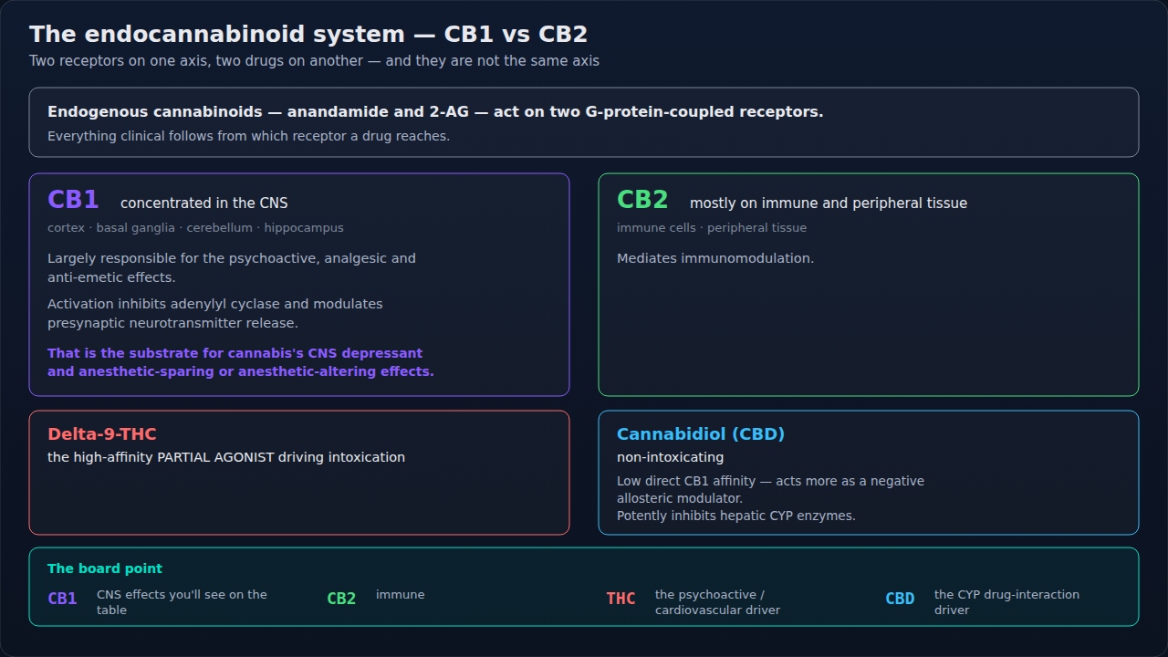 The endocannabinoid system: two receptors, and separately the two drugs that act on them. Keep the receptor axis and the drug axis apart — mixing them is where confusion about cannabis effects begins.