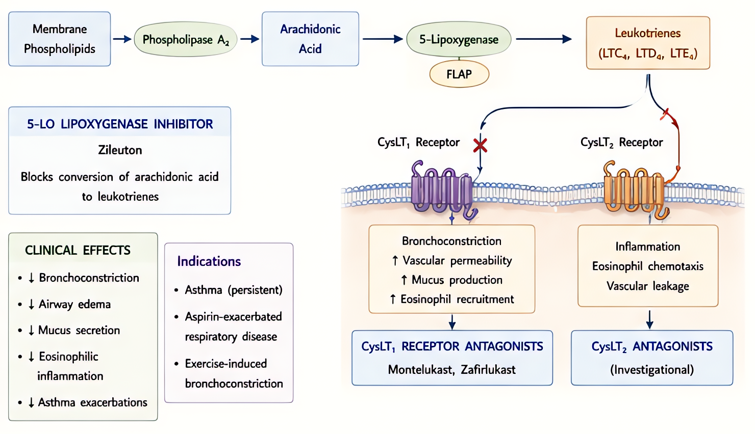 Leukotriene modifier mechanism via arachidonic acid pathway: zileuton inhibits 5-LOX; montelukast/zafirlukast block CysLT1 receptor; reduces bronchoconstriction, edema, and eosinophil recruitment.