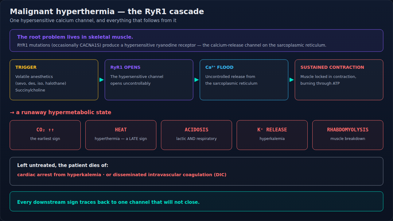 Trigger to RyR1 opening to calcium flood to sustained contraction, then the five downstream signs of the hypermetabolic state and the two ways it kills.