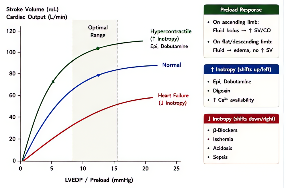 Frank-Starling: preload-stroke volume relationship. Increased preload (LVEDV) stretches sarcomeres for more forceful contraction up to optimum; flattens in heart failure; informs fluid responsiveness