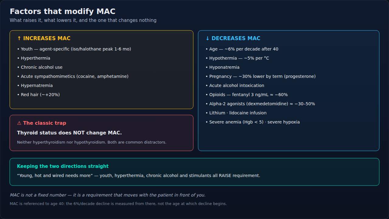What raises MAC and what lowers it, with the thyroid trap called out separately — neither hyperthyroidism nor hypothyroidism changes MAC.